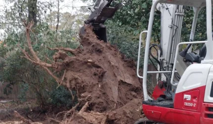 Tree and Stump Removal Services